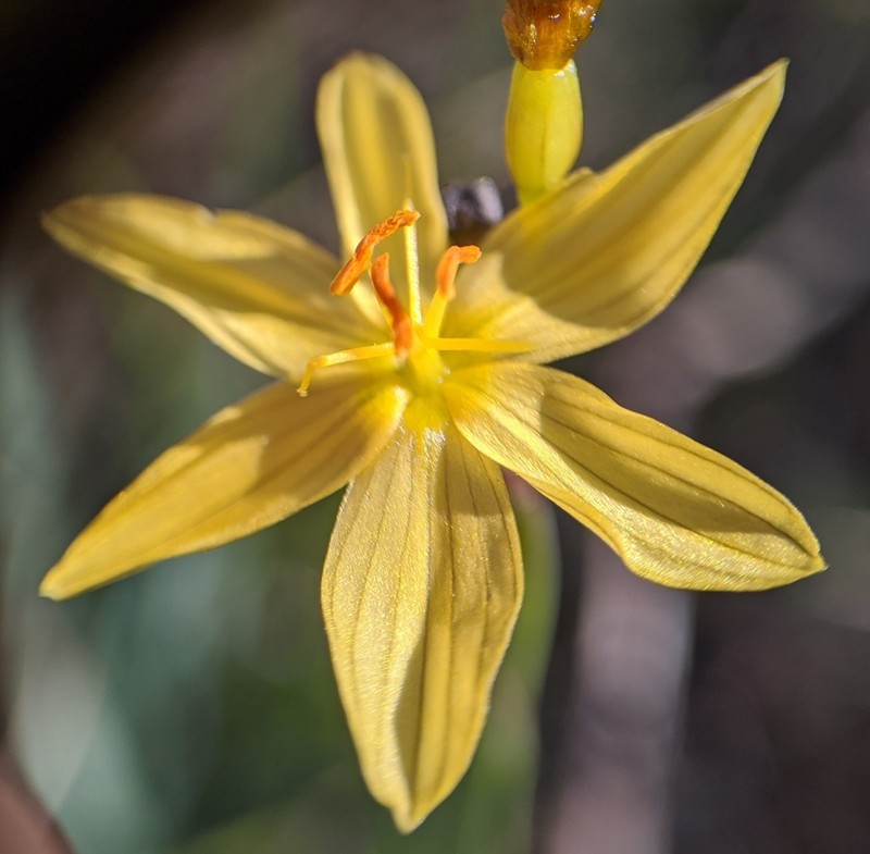 Golden Blue-Eyed Grass photo 8