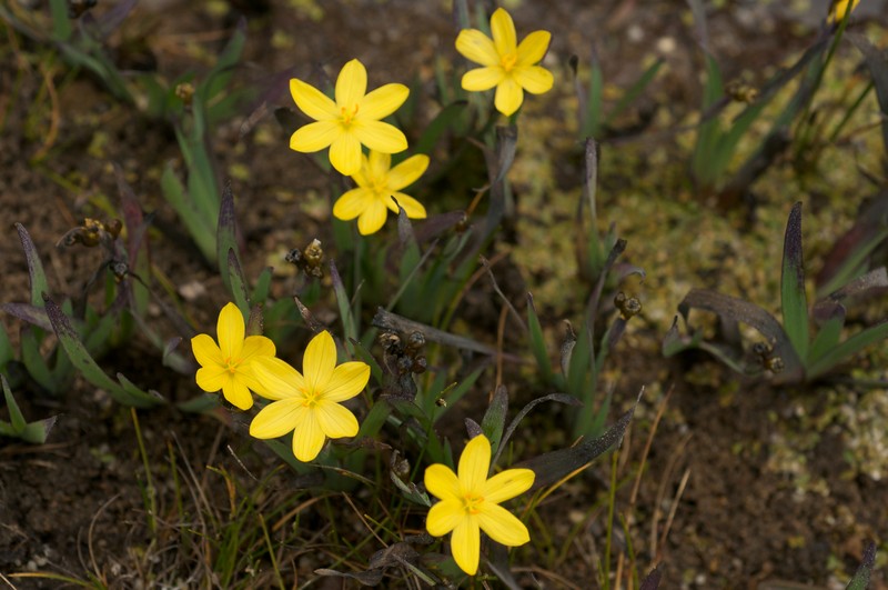 Golden Blue-Eyed Grass