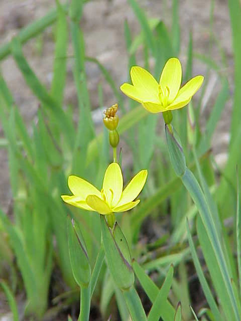 Golden Blue-Eyed Grass photo 2