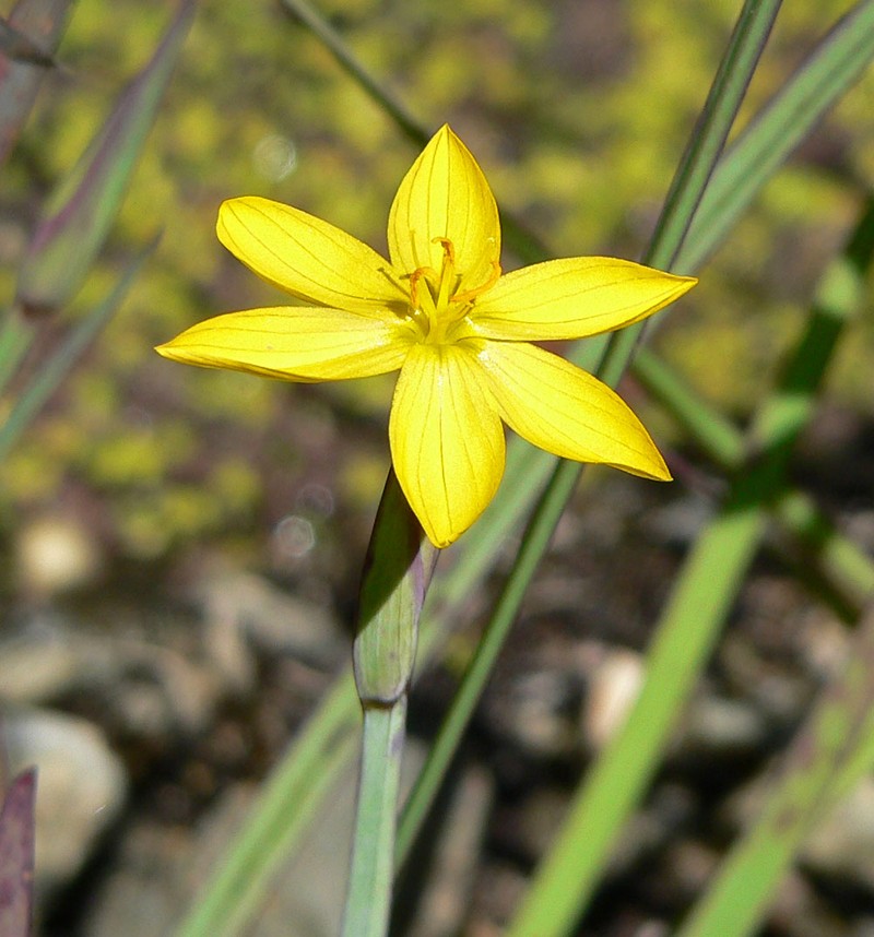 Golden Blue-Eyed Grass photo 3