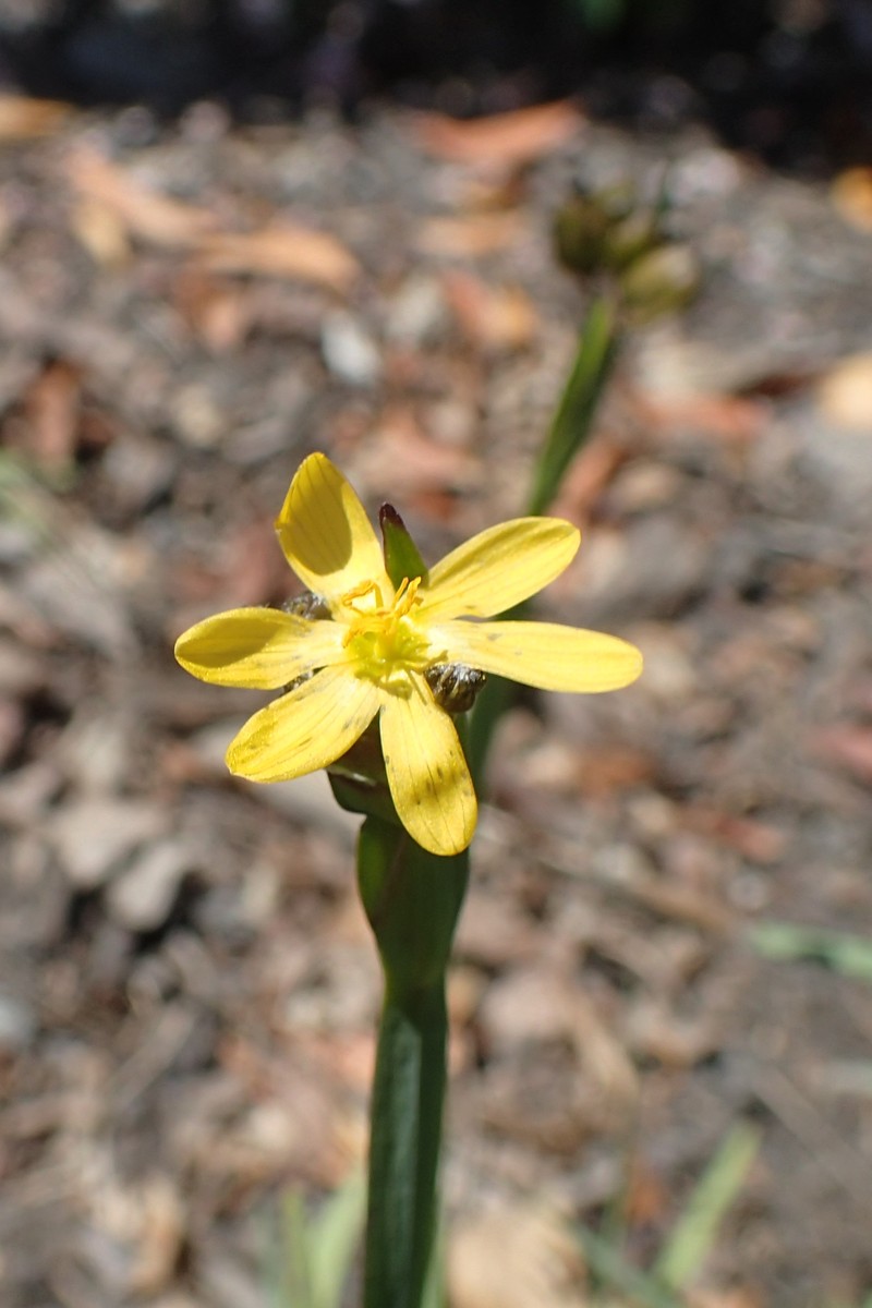 Golden Blue-Eyed Grass photo 4