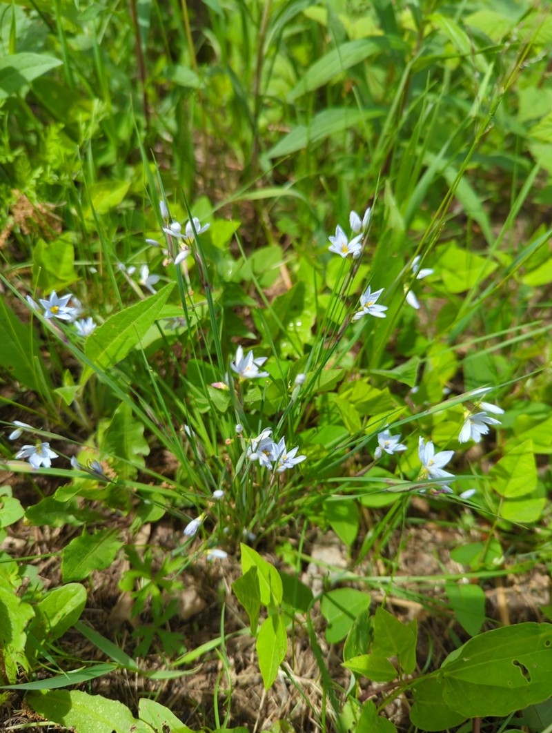 Prairie Blue-Eyed Grass photo 4