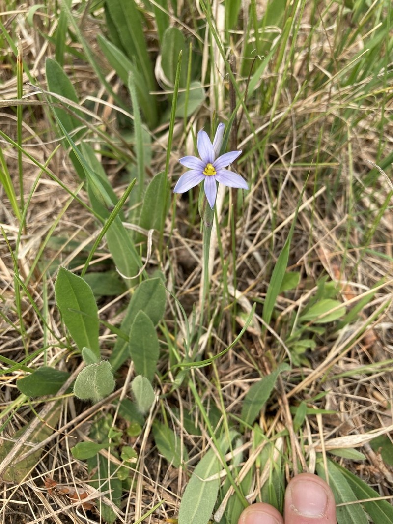 Prairie Blue-Eyed Grass photo 5