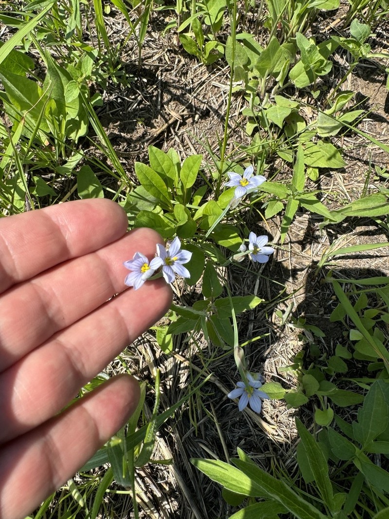 Prairie Blue-Eyed Grass photo 6