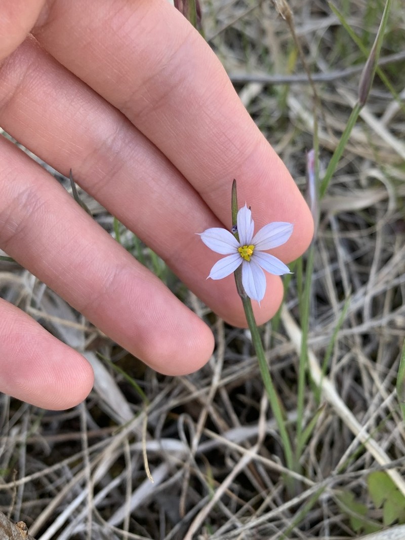Prairie Blue-Eyed Grass photo 7