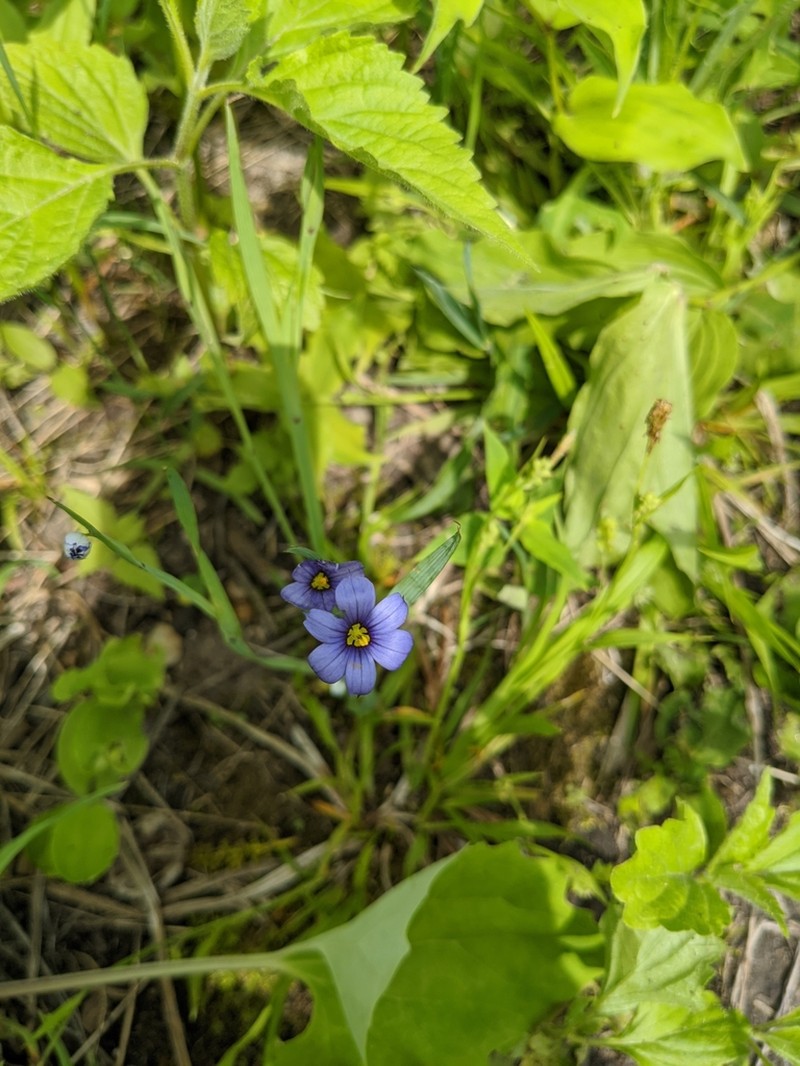 Prairie Blue-Eyed Grass photo 8
