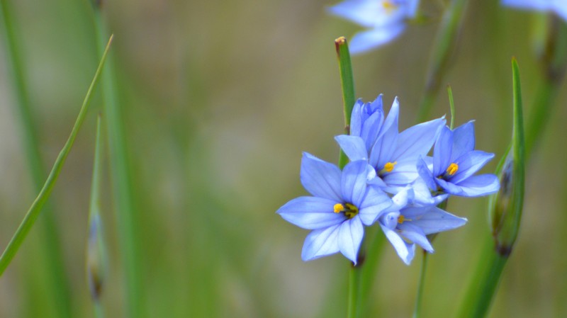 Prairie Blue-Eyed Grass photo 2