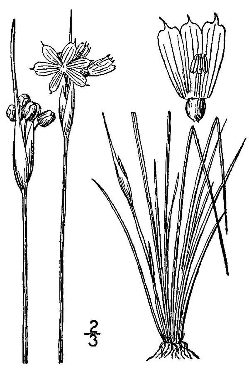 Prairie Blue-Eyed Grass