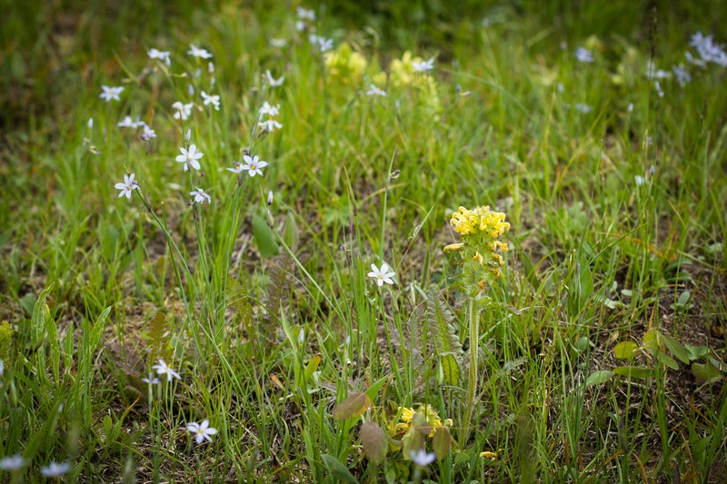 Prairie Blue-Eyed Grass photo 3