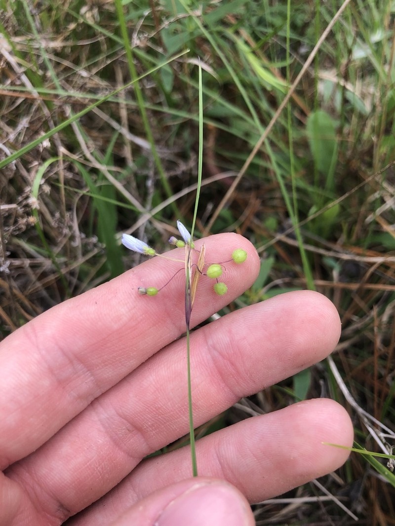 Needle Blue-Eyed Grass