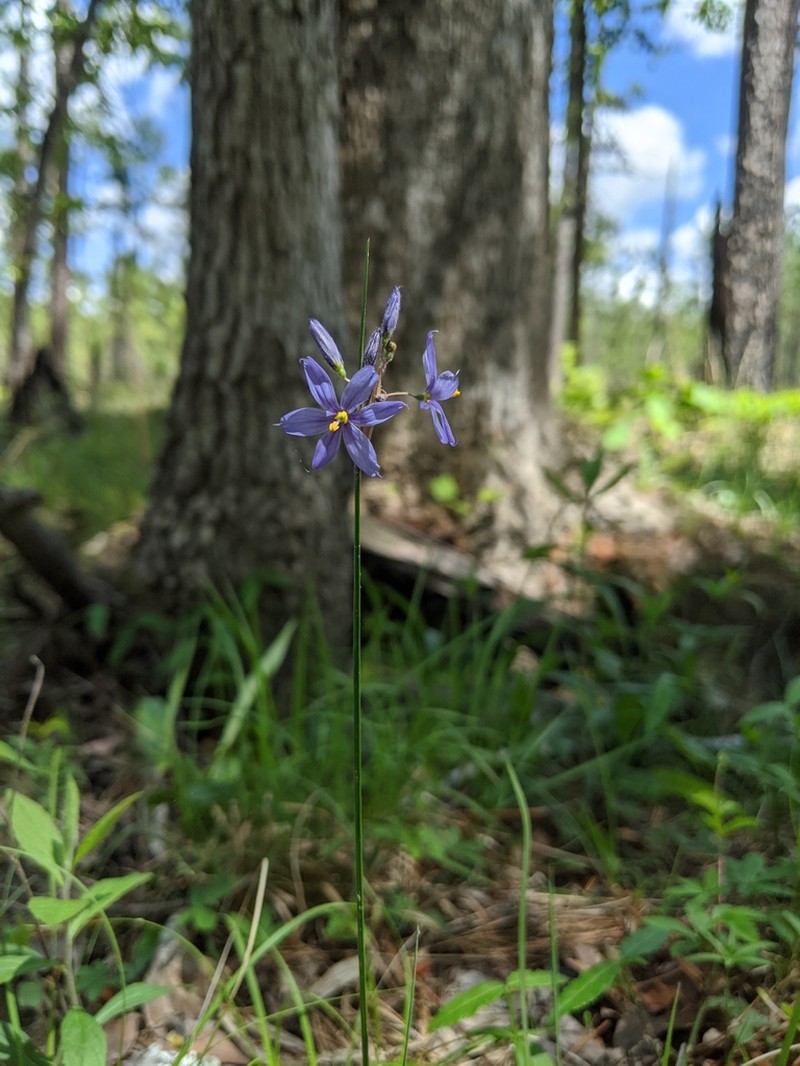 Needle Blue-Eyed Grass photo 2
