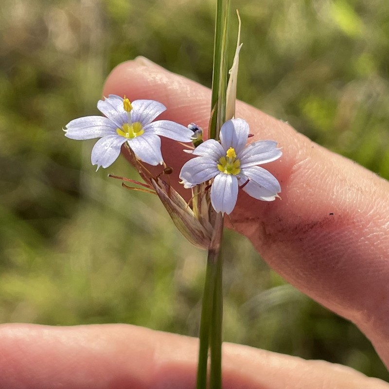 Needle Blue-Eyed Grass photo 3