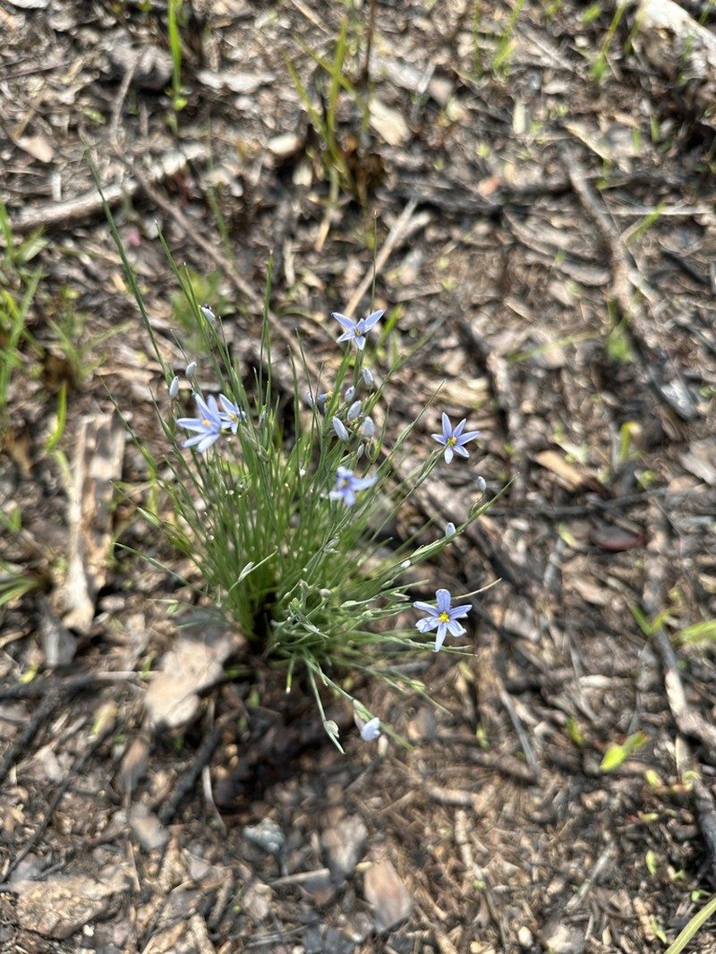 Needle Blue-Eyed Grass photo 4