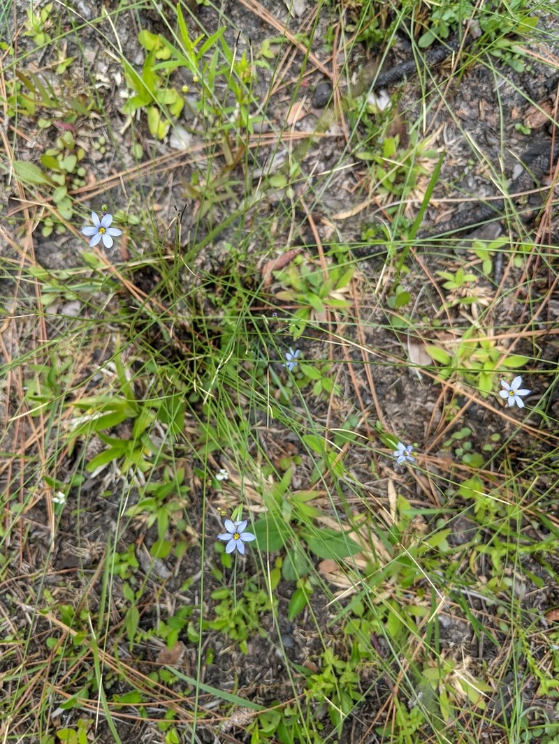 Needle Blue-Eyed Grass photo 6