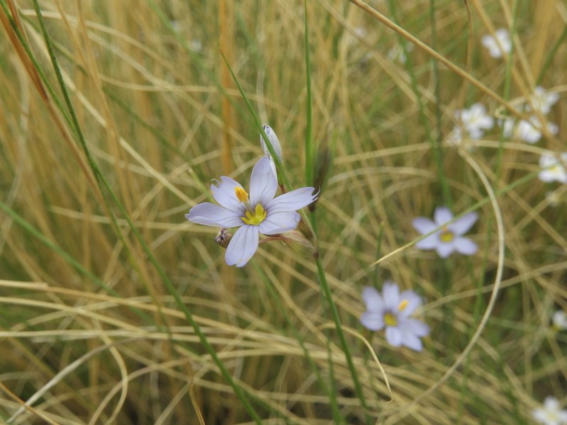 Needle Blue-Eyed Grass photo 7