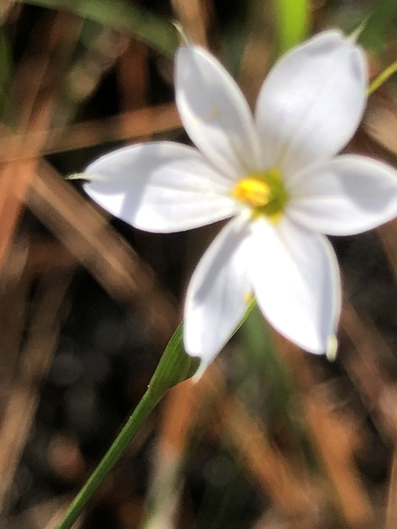 Needle Blue-Eyed Grass photo 8