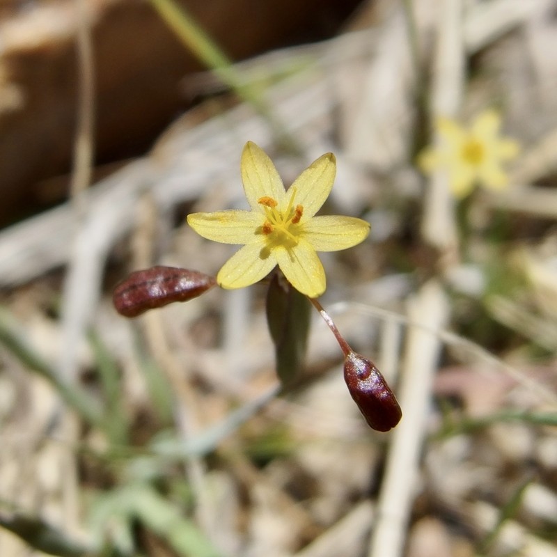 Nodding Blue-Eyed Grass