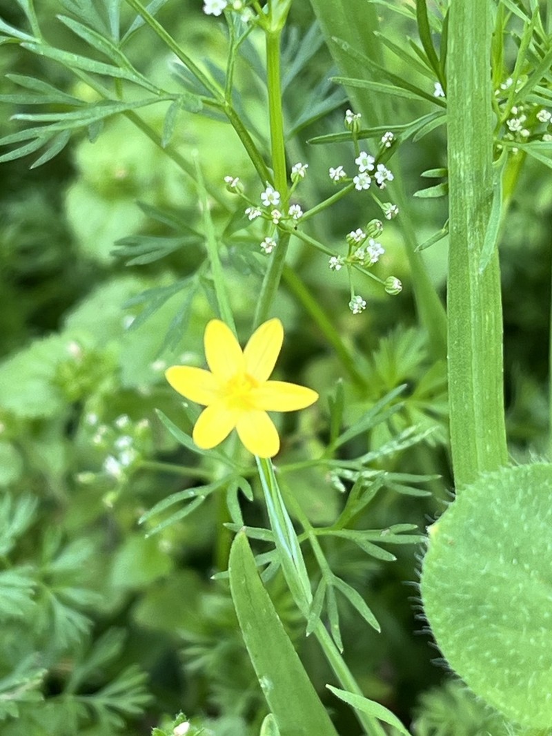 Nodding Blue-Eyed Grass photo 3
