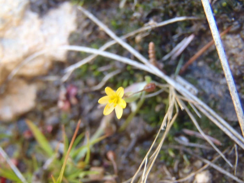 Nodding Blue-Eyed Grass photo 4