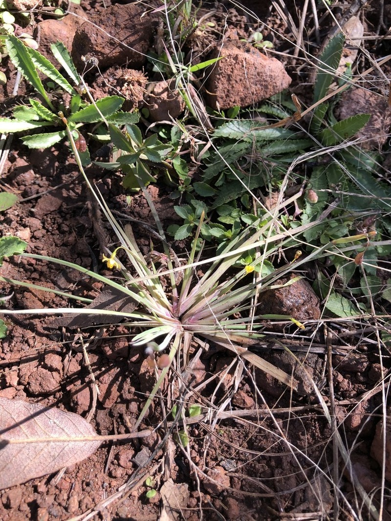 Nodding Blue-Eyed Grass photo 7