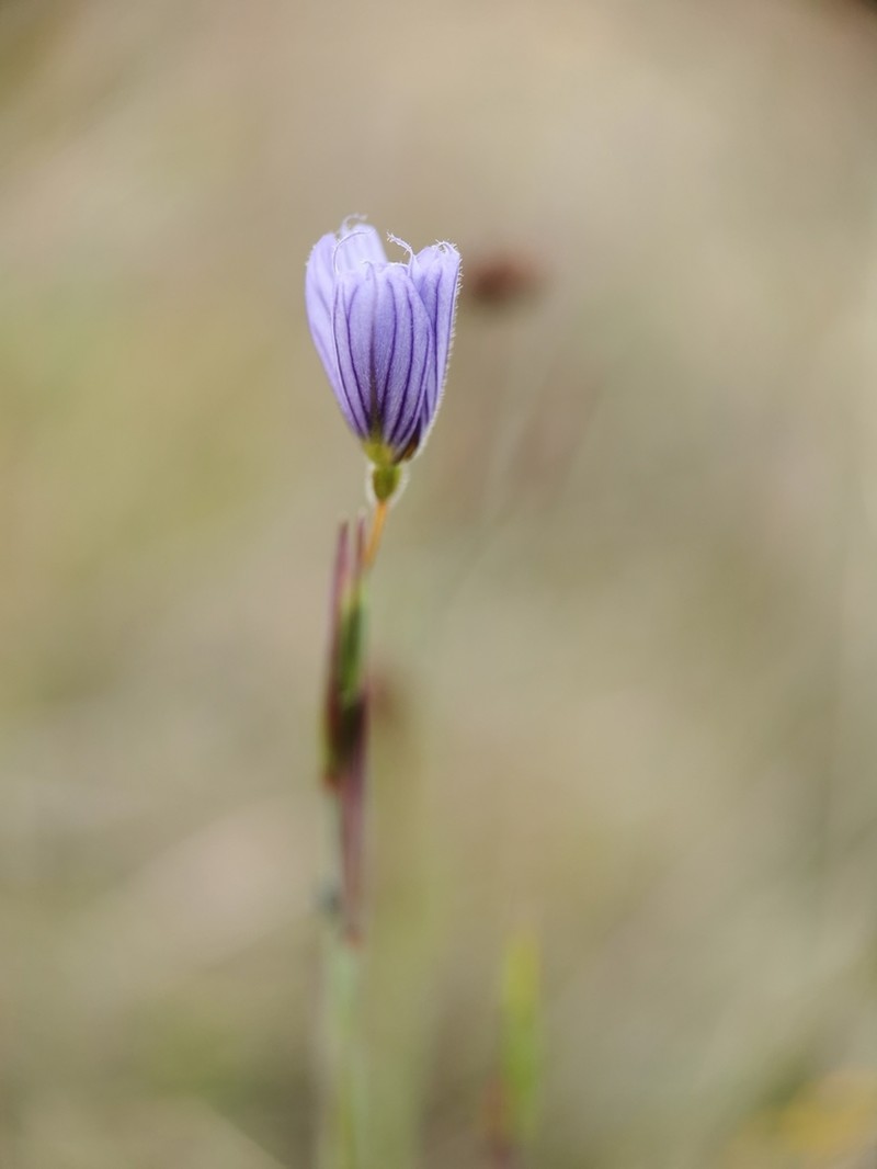 Swordleaf Blue-Eyed Grass