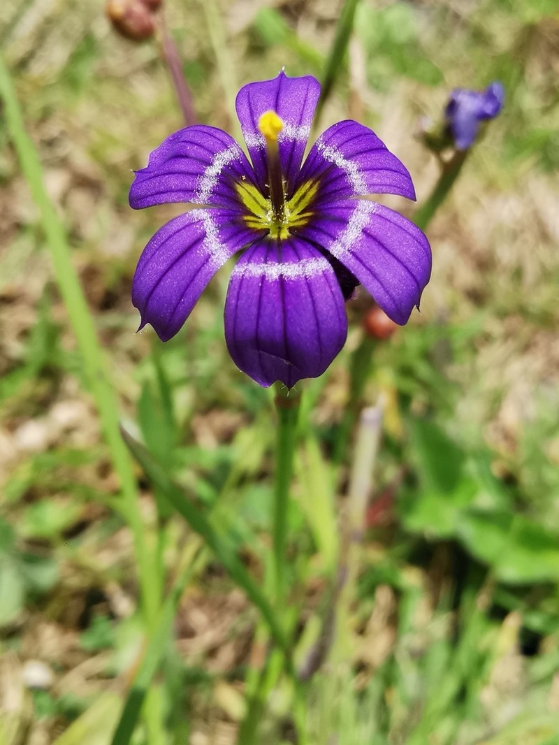 Swordleaf Blue-Eyed Grass photo 2