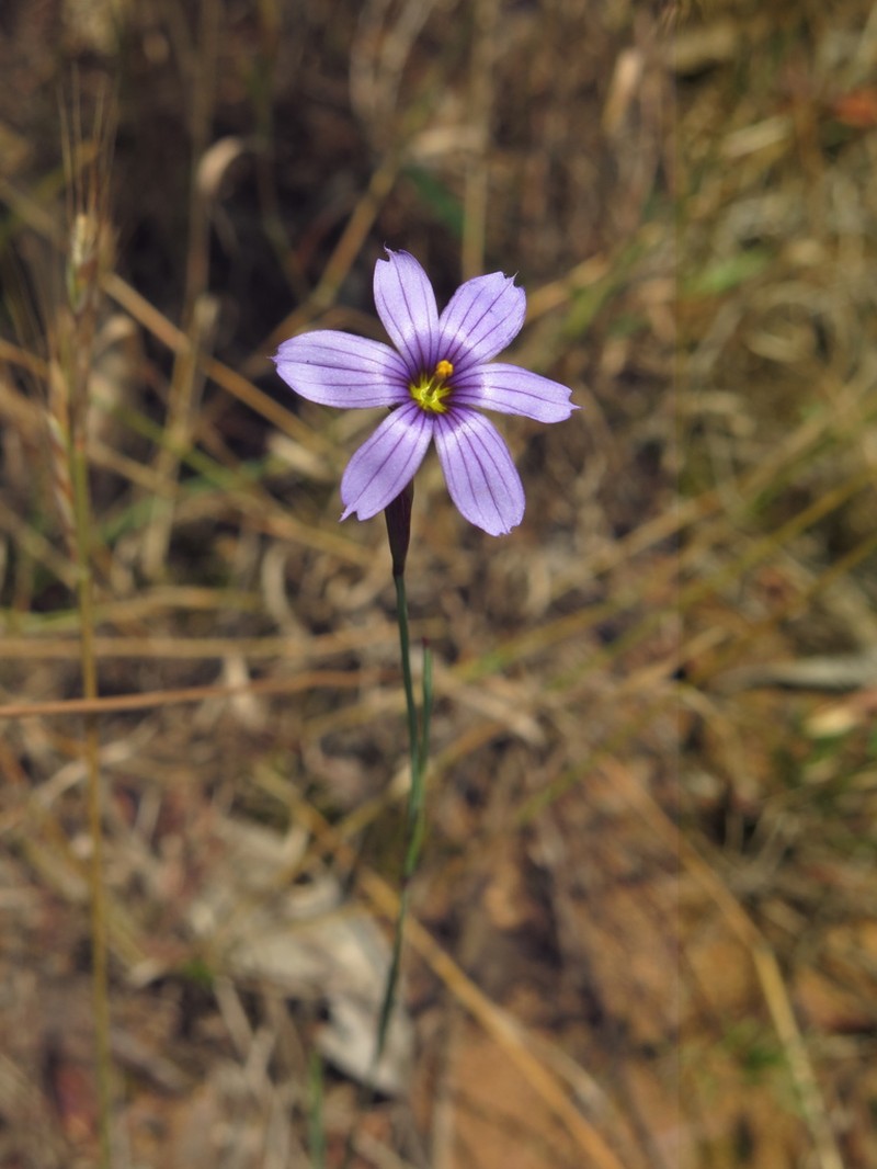 Swordleaf Blue-Eyed Grass photo 3