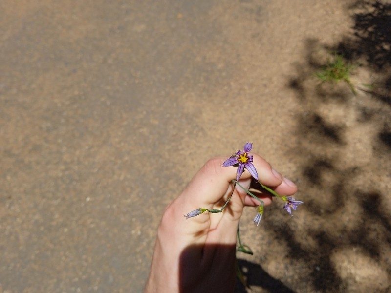 Swordleaf Blue-Eyed Grass photo 4
