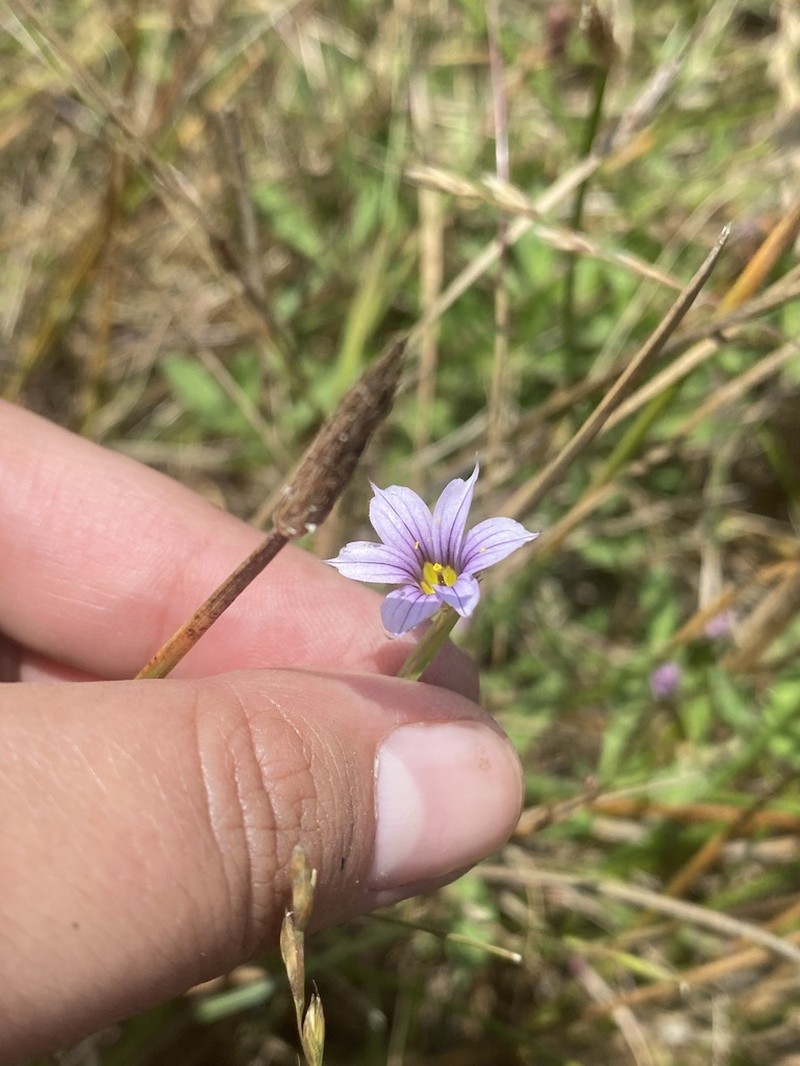 Swordleaf Blue-Eyed Grass photo 5
