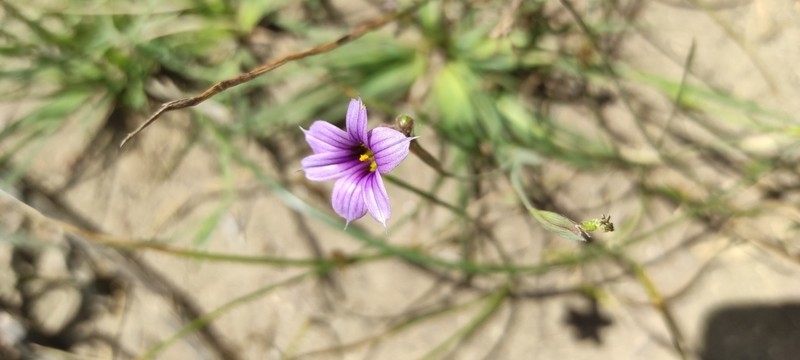 Swordleaf Blue-Eyed Grass photo 6