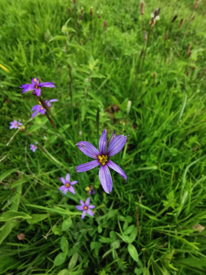 Swordleaf Blue-Eyed Grass photo 7