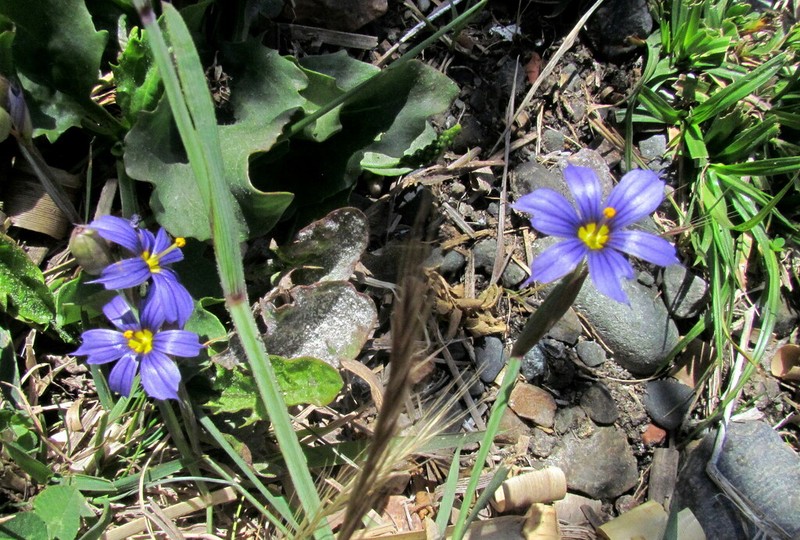 Swordleaf Blue-Eyed Grass photo 8