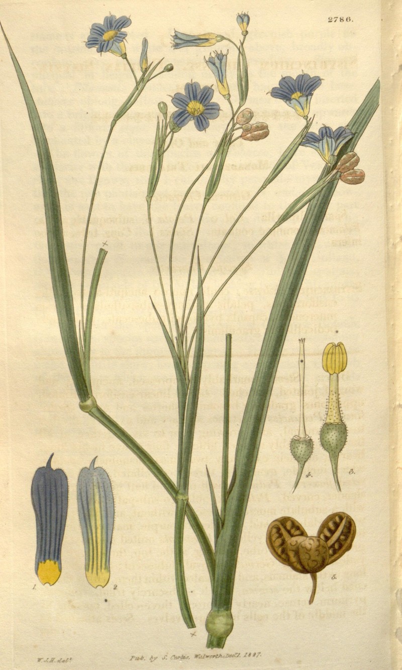 Swordleaf Blue-Eyed Grass photo 3
