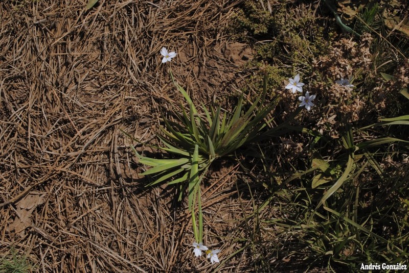 Swordleaf Blue-Eyed Grass photo 2