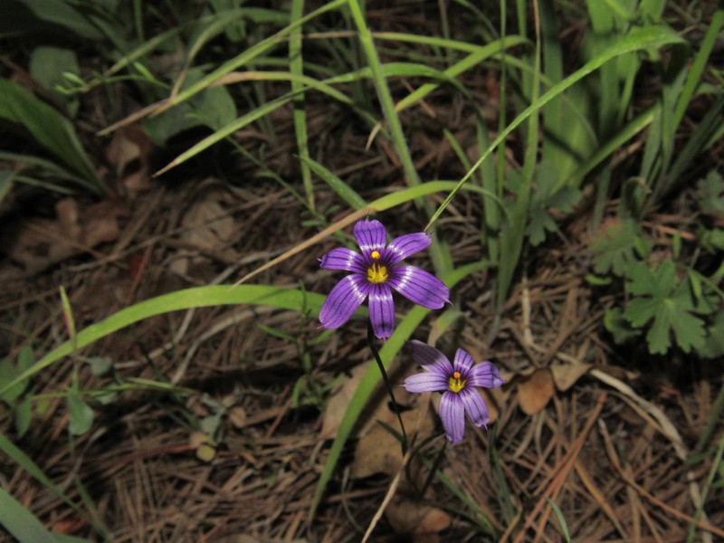 Stiff Blue-Eyed Grass photo 4