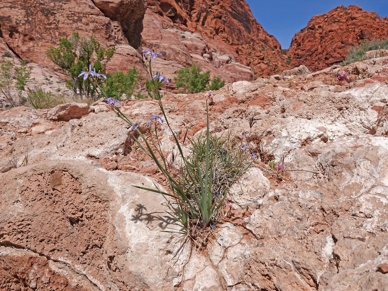 Stiff Blue-Eyed Grass photo 5