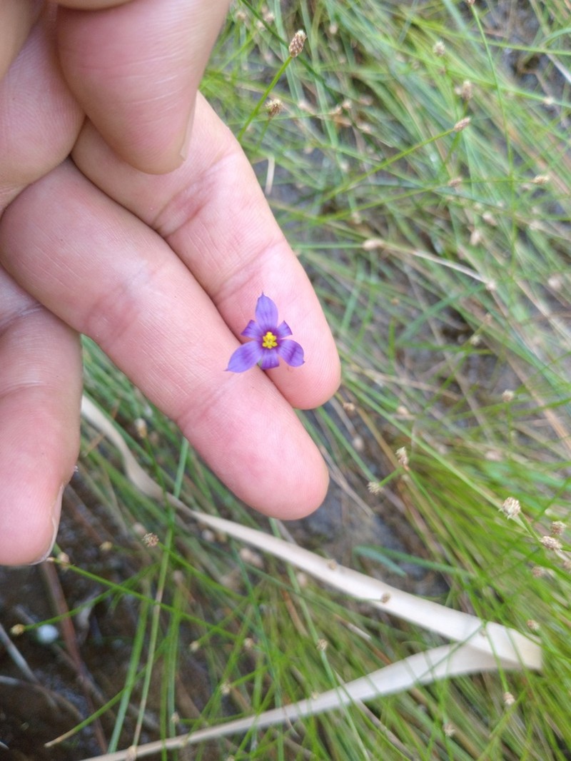 Stiff Blue-Eyed Grass photo 6