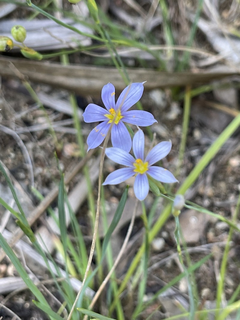 Stiff Blue-Eyed Grass photo 7