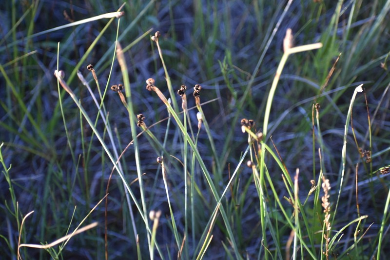 Stiff Blue-Eyed Grass photo 8