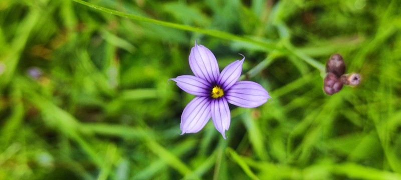 Stiff Blue-Eyed Grass photo 2