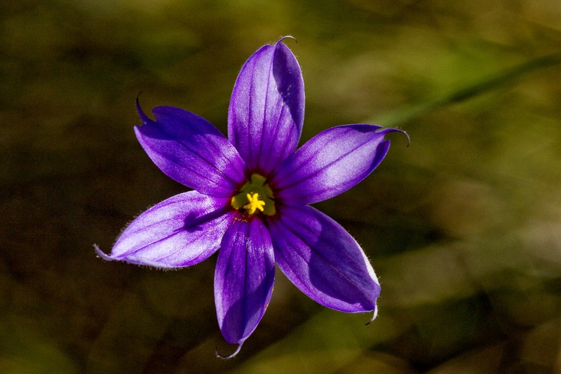 Stiff Blue-Eyed Grass photo 3