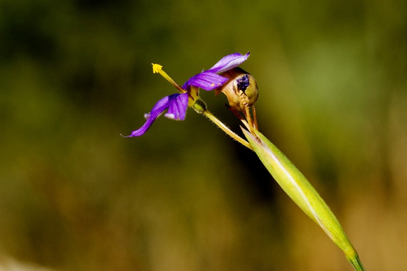 Stiff Blue-Eyed Grass photo 4