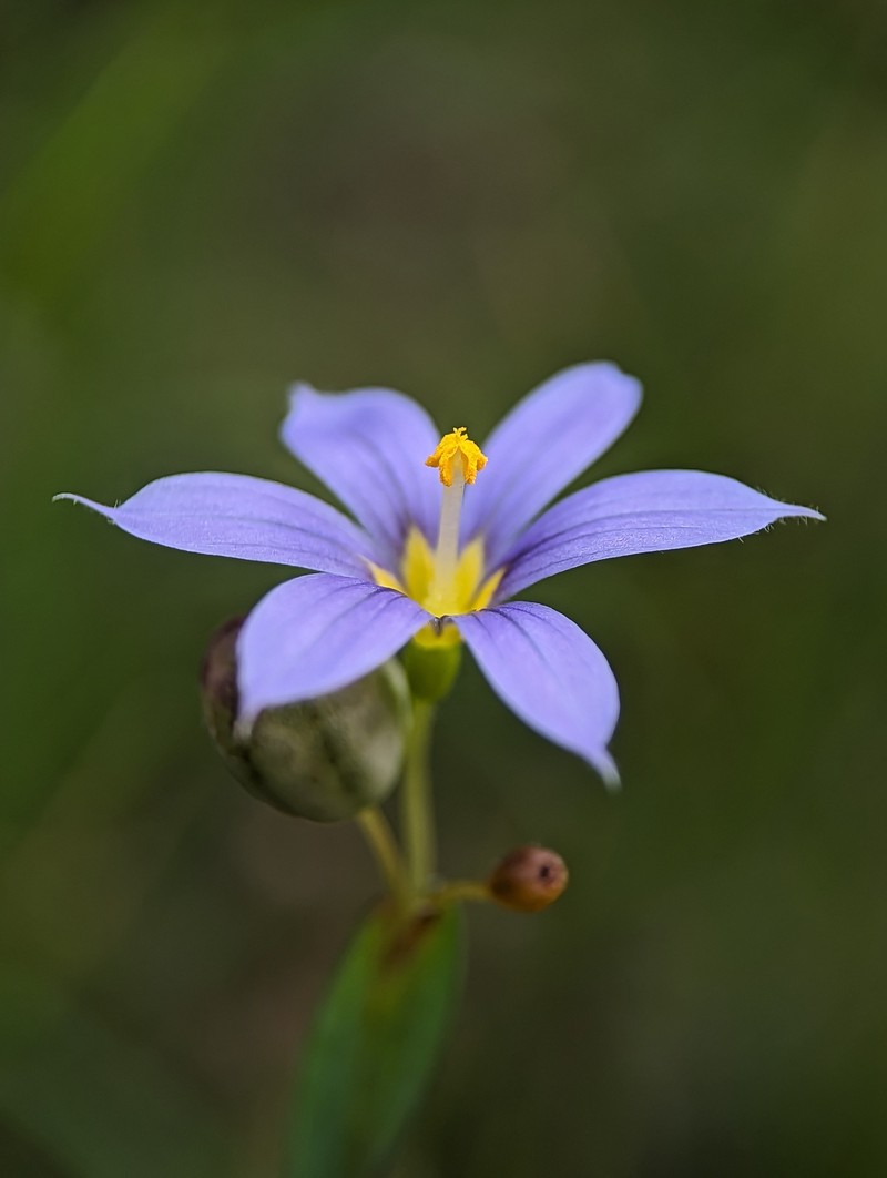 Stiff Blue-Eyed Grass photo 5