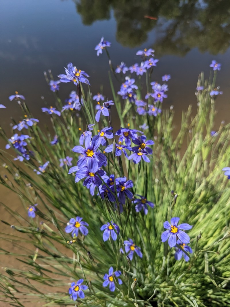 Stiff Blue-Eyed Grass