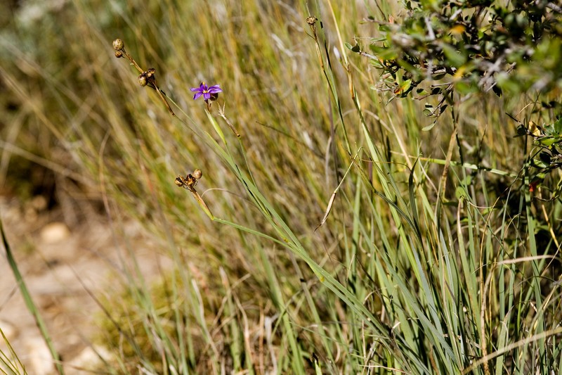 Stiff Blue-Eyed Grass photo 6