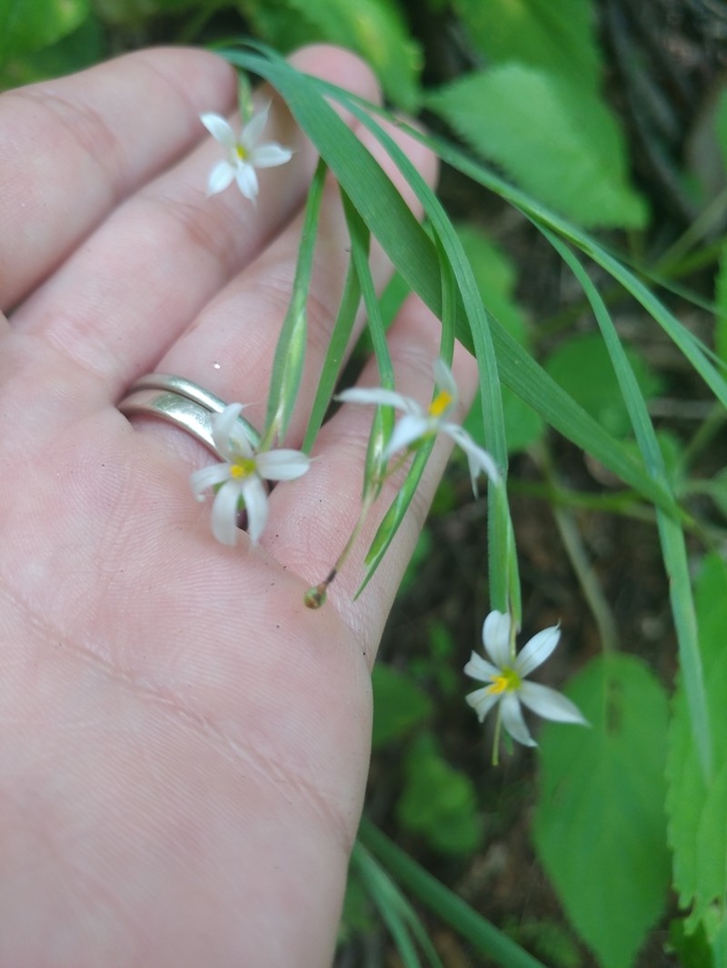 Wishbone Blue-Eyed Grass photo 2
