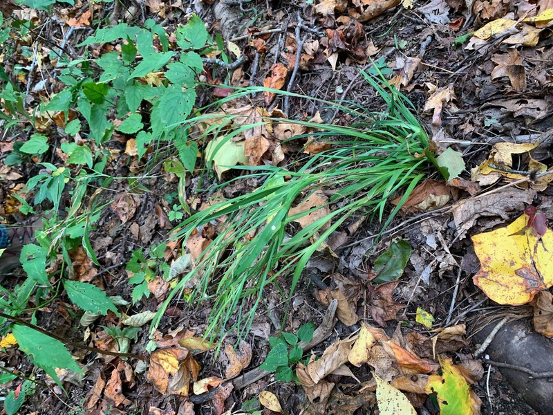 Wishbone Blue-Eyed Grass photo 3