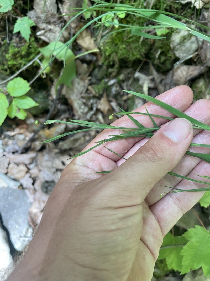 Wishbone Blue-Eyed Grass photo 4