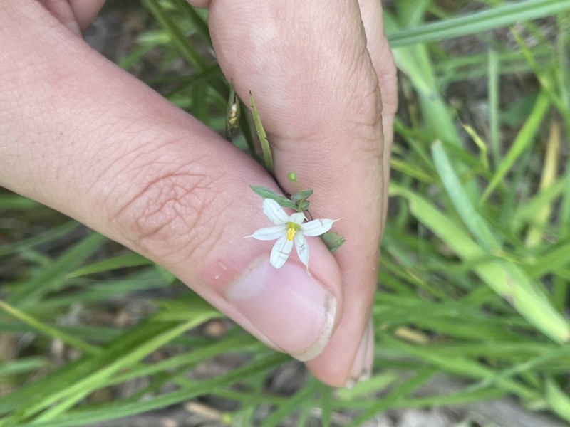 Wishbone Blue-Eyed Grass photo 5