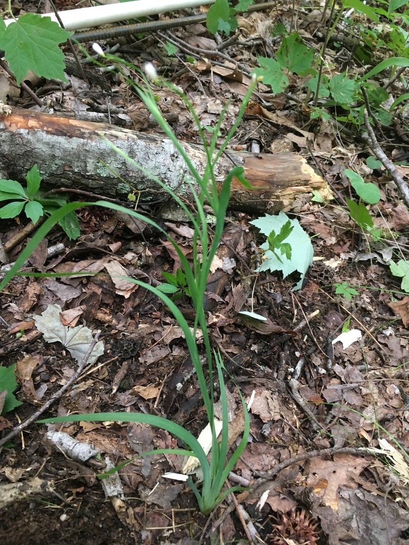 Wishbone Blue-Eyed Grass photo 6